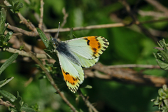 Anthocharis julia sulfuris