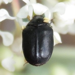 Orphilus subnitidus