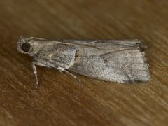 Acrobasis caliginella