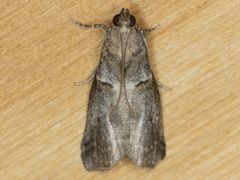 Acrobasis caliginella