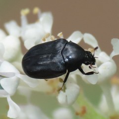 Orphilus subnitidus