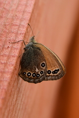 Coenonympha amaryllis
