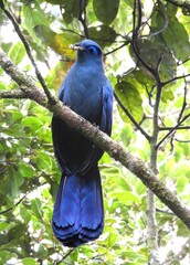 Blue Coua photo 4