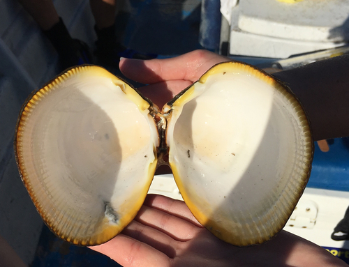 Giant Egg Cockle
