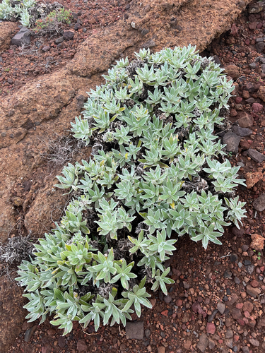 Helichrysum devium (Helichrysum devium)