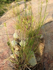 Carex cumulata