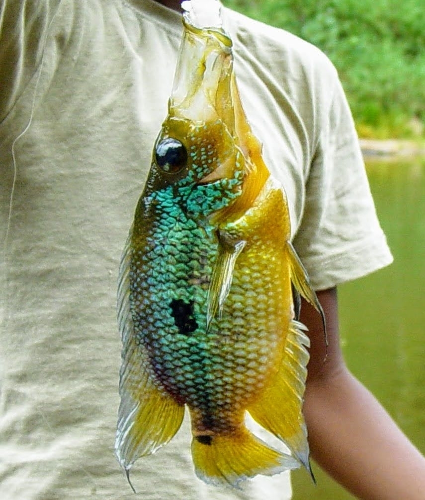 Spectacled cichlid (Caquetaia spectabilis) — Cichlidae