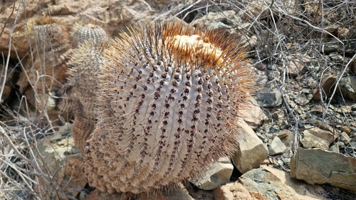 Copiapoa gigantea