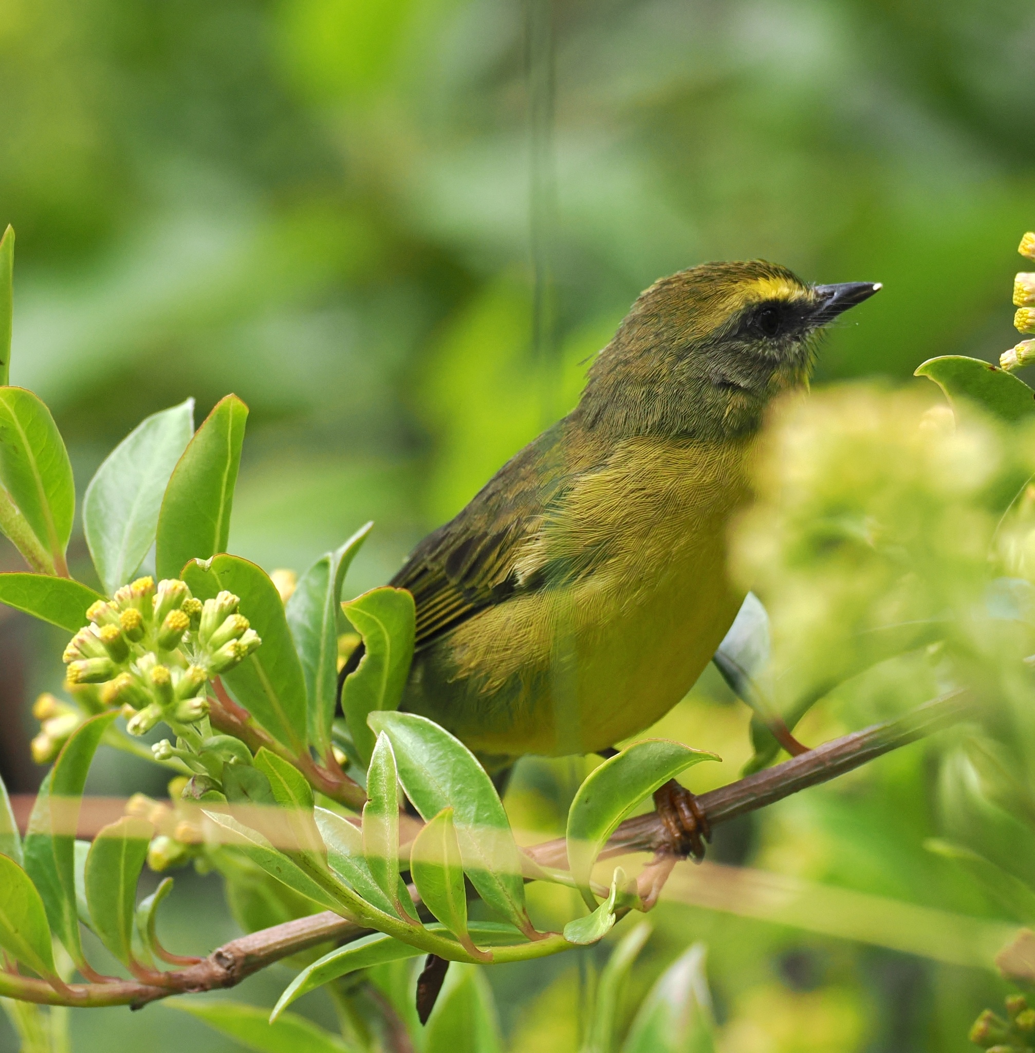 Citrine Warbler (Myiothlypis luteoviridis), photo 3