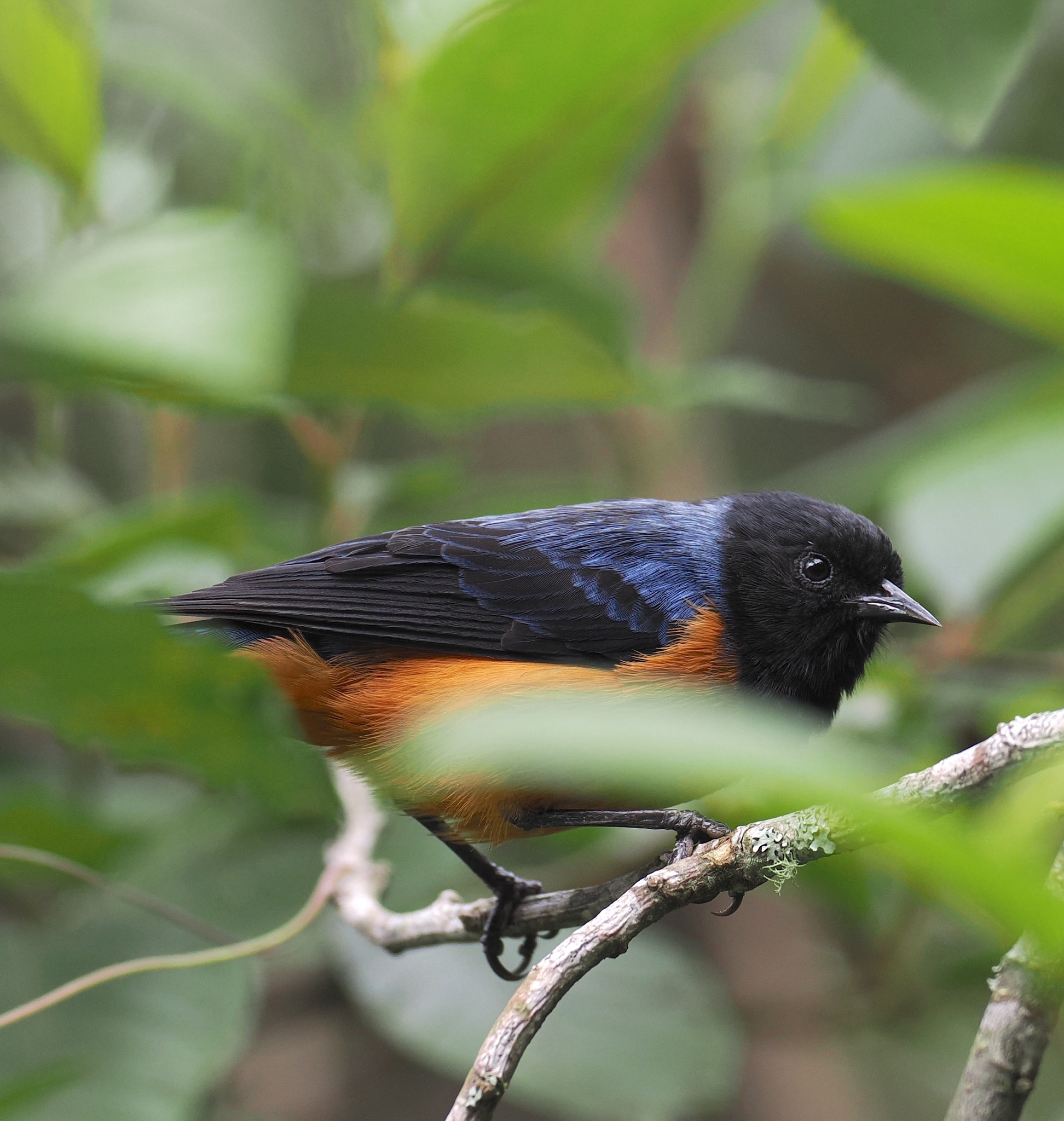 Blue-backed Conebill (Conirostrum sitticolor), photo 9