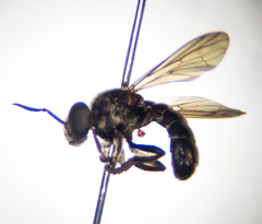 Cerotainia macrocera