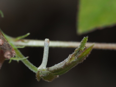 Pingasa ruginaria pacifica