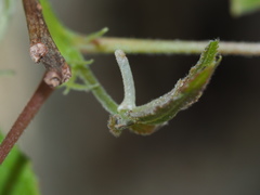 Pingasa ruginaria pacifica