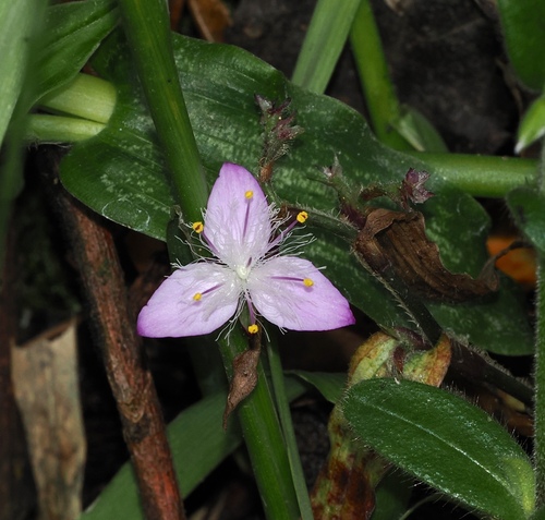 Elasis hirsuta (Elasis hirsuta)