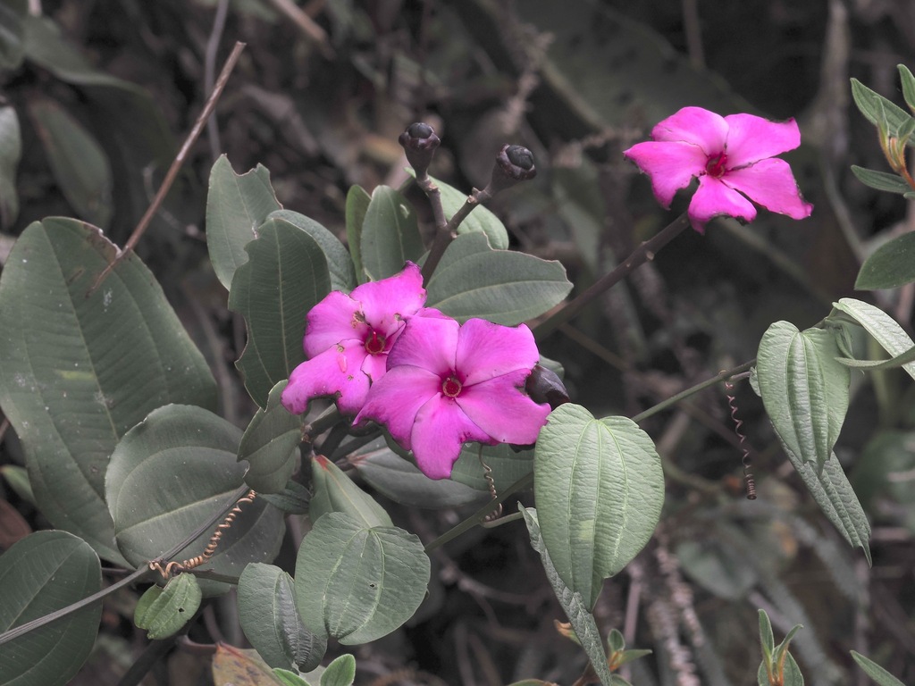 Meriania rigida