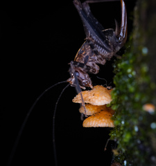 Pleioplectron hudsoni