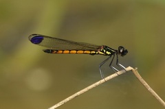 Libellago andamanensis