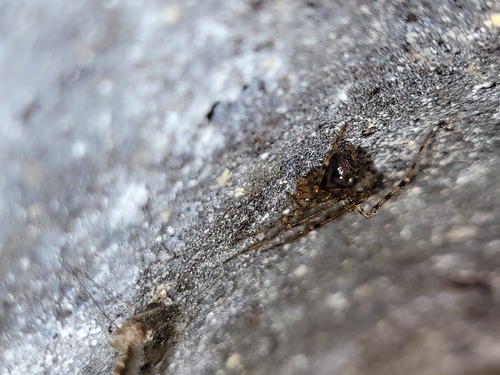 Cave spider, Oldekerk, Nederland, photo 3 of 10