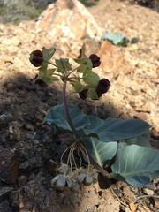 Asclepias cryptoceras davisii