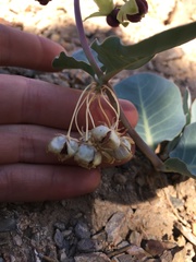 Asclepias cryptoceras davisii