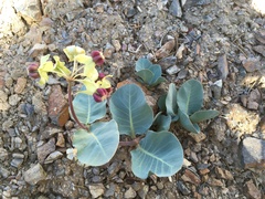 Asclepias cryptoceras davisii