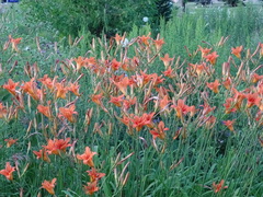 Hemerocallis fulva