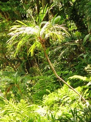 Calyptrogyne costatifrons