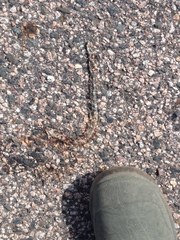 Nerodia clarkii clarkii