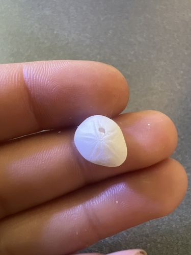 Fibularia, 2024-12-19