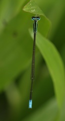 Aciagrion occidentale
