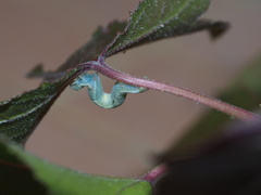 Pingasa ruginaria pacifica