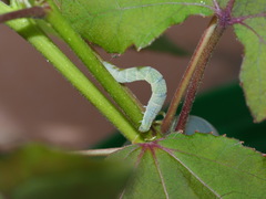 Pingasa ruginaria pacifica