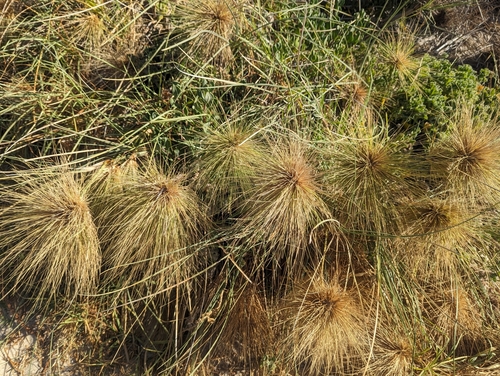 Image of Spinifex longifolius by (c) Caleb Catto, some rights reserved (CC BY)