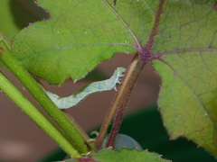 Pingasa ruginaria pacifica