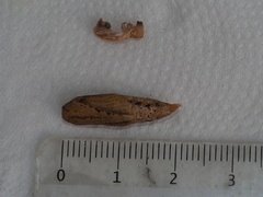 Pingasa ruginaria pacifica