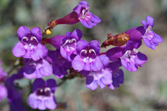 Penstemon azureus