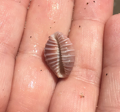 Pusula solandri