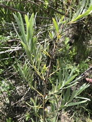 Salix exigua