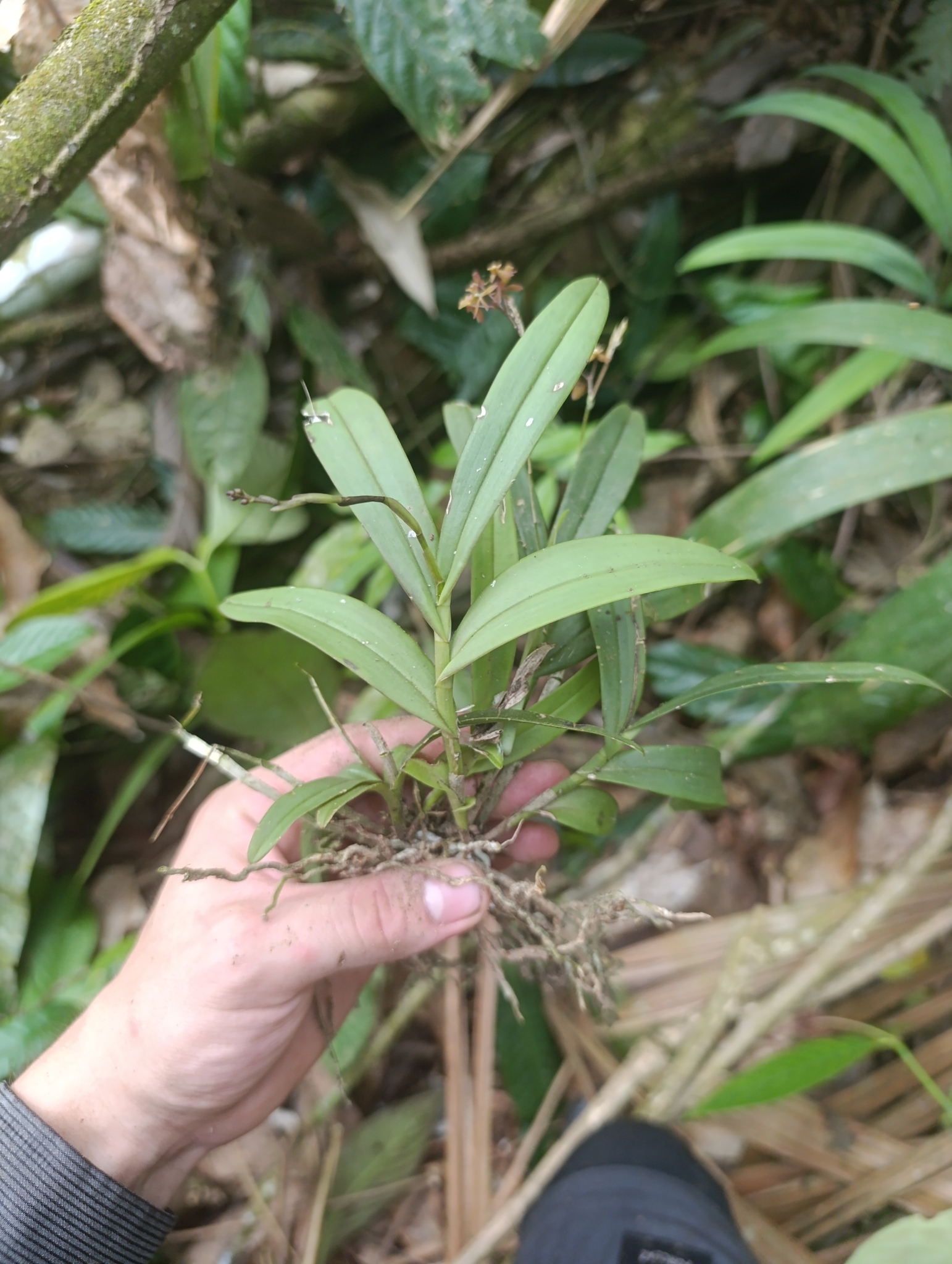 Epidendrum musciferum Lindl. 2