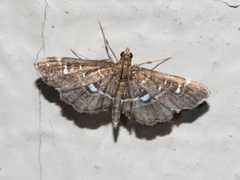 Diathrausta reconditalis
