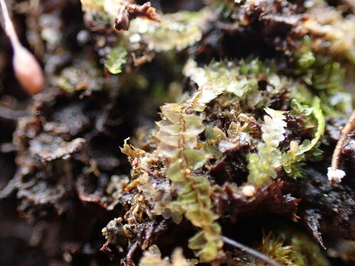 Anastrophyllum esenbeckii observed 2024-12-13