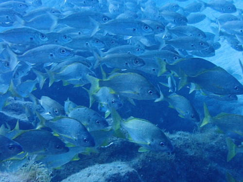 Photo of Bastard grunt (Pomadasys incisus)