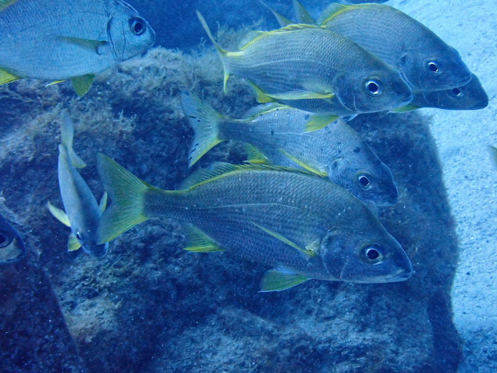 Photo of Bastard grunt (Pomadasys incisus)