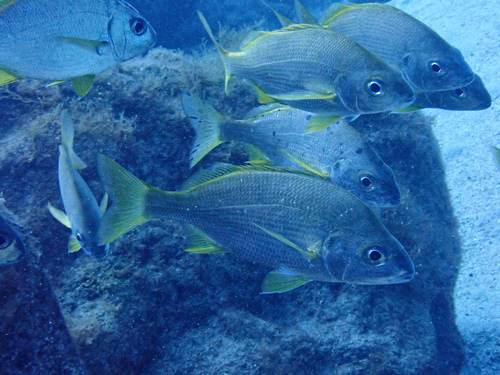 Photo of Bastard grunt (Pomadasys incisus)