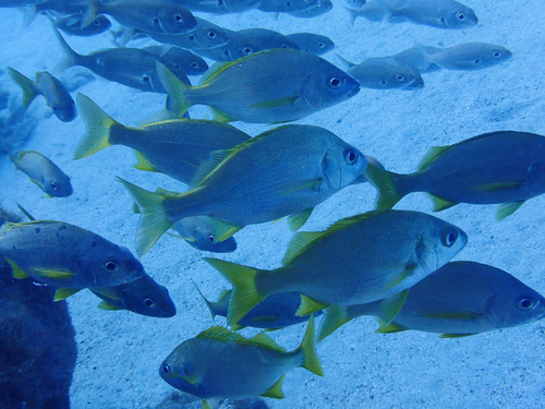 Photo of Bastard grunt (Pomadasys incisus)