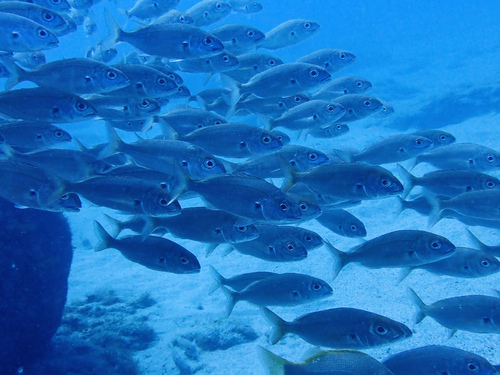 Photo of Axillary seabream (Pagellus acarne)