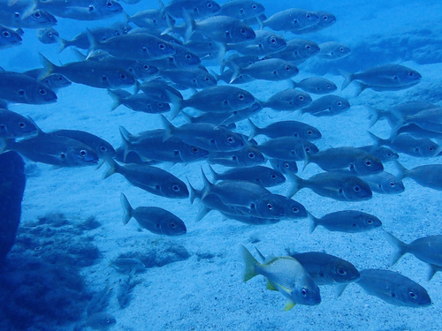 Photo of Axillary seabream (Pagellus acarne)