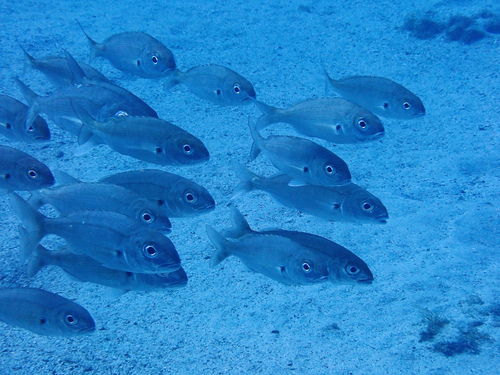 Photo of Axillary seabream (Pagellus acarne)