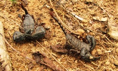 Opisthacanthus