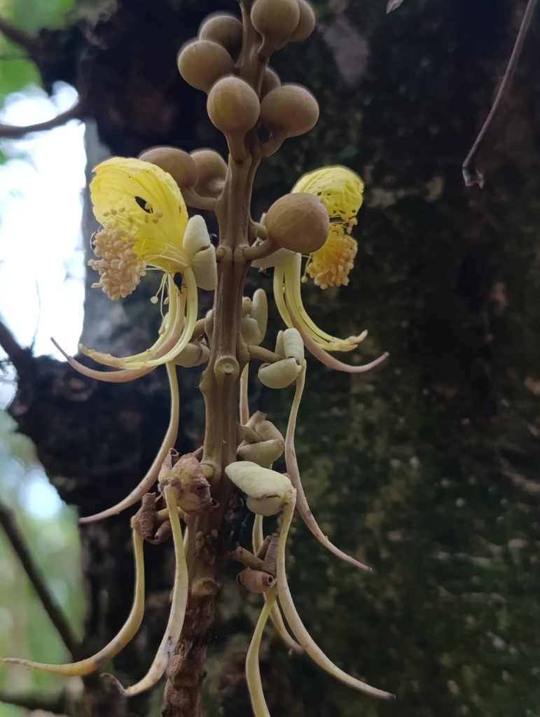 Swartzia amplifolia